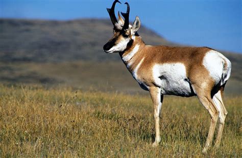 Fully Guided New Mexico Pronghorn Antelope Hunt on Vermejo Park Ranch