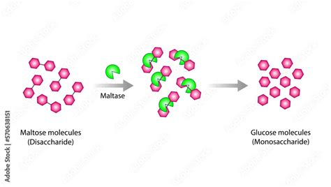 Carbohydrates Digestion. Maltase Enzyme catalyze Disaccharide Maltose ...