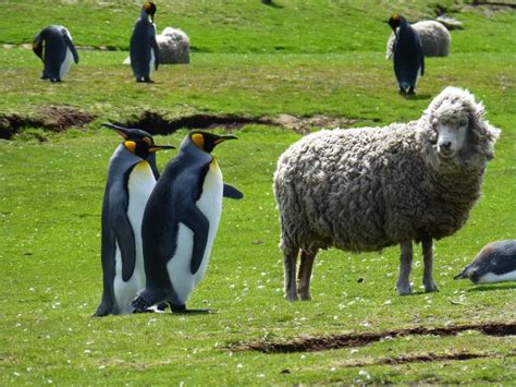 The Falkland Islands have penguins AND sheep!!! I'm looking up tickets ...