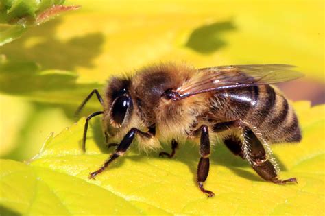 Honey Bees in Singapore | Conservation of Honey Bees