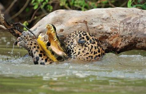 Fierce Fight Between Predators Witnessed By A Shocked Capybara (7 pics ...