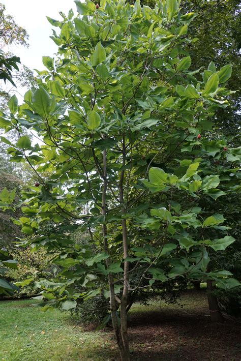 Plants - Arnold Arboretum | Arnold Arboretum