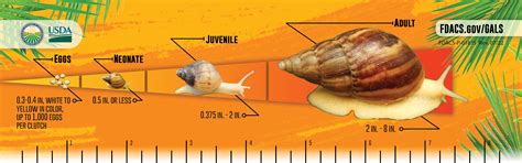 Florida's Battle To Eradicate The Giant African Land Snail Continues