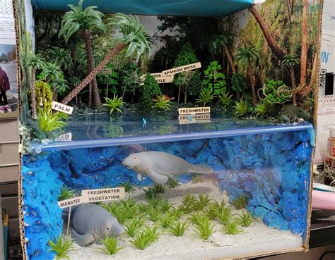 School Project Manatee Habitat | Ecosystems projects, Ecosystems ...