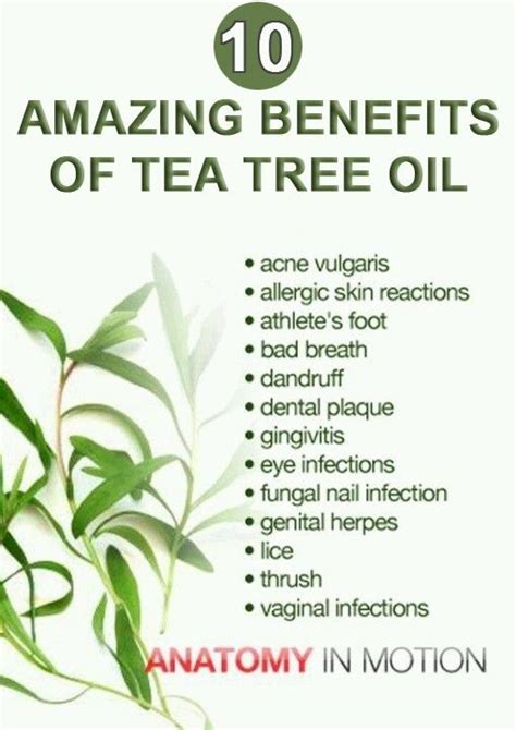 Benefits Of Tea Tree Oil :Tea tree oil helps in strengthening the ...