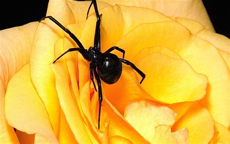 Black Widow Spiders Wallpapers - Wallpaper Cave