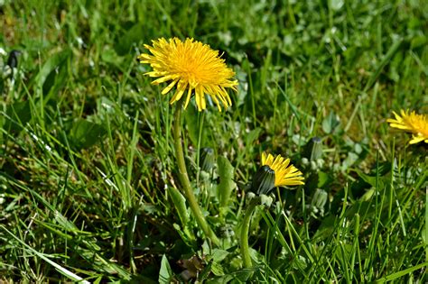 1680x1050 wallpaper | yellow dandelion | Peakpx