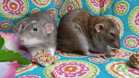 Two rats eating stock photo. Image of rodent, munching - 10102848