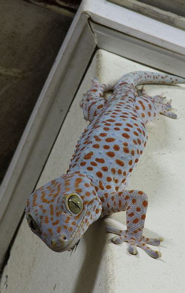 Arghentrock's A Taste of the Philippines: House Gecko Lizard Eats Rice ...