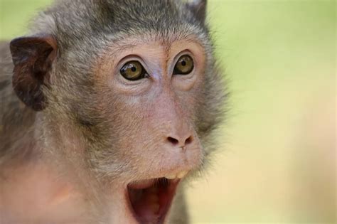 Surprised Monkey