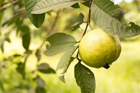 Popular Guava Fruit Trees - What Are The Different Varieties Of Guava Tree