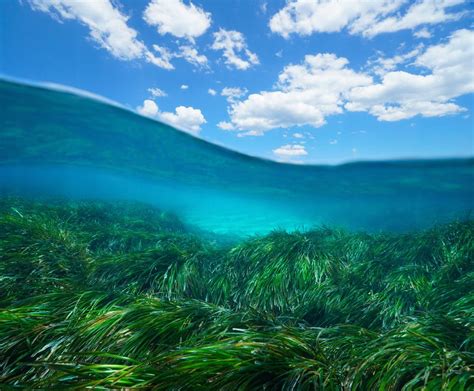 Scientists turn underwater gardeners to save precious marine plant ...