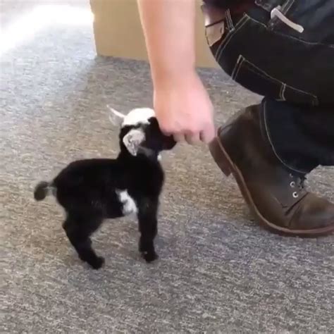 The tiniest goat 🐐 but wait for the tail wag. : r/aww