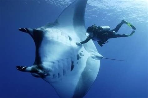 🔥 The giant oceanic manta ray can grow up to have a 29 ft wing span ...