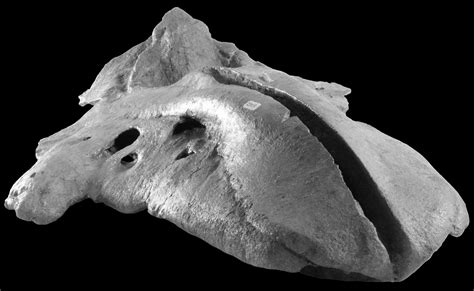 Smithsonian Insider – New fossil whale species raises mystery regarding ...