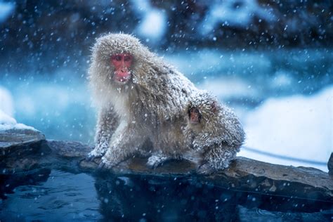 Jigokudani Monkey Park - GaijinPot Travel