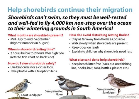 Space to Roost: Helping Shorebirds Continue their Migration – The Grapevine