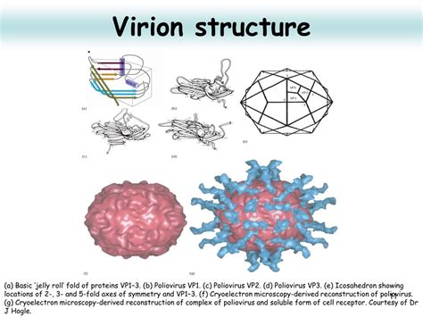 PPT - Picornaviridae PowerPoint Presentation, free download - ID:9137159