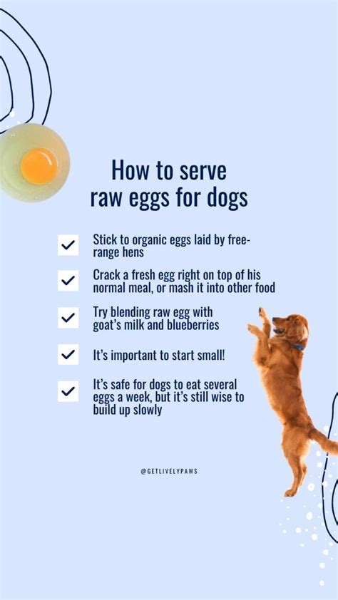 Raw eggs in dog food, can I give my dog raw eggs, raw diet for dogs ...