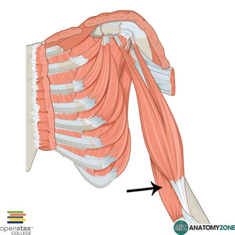 Brachialis • Muscular, Musculoskeletal • AnatomyZone