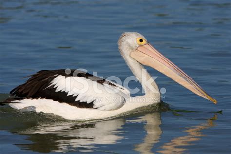 Australian Pelican Stock Photo | Royalty-Free | FreeImages