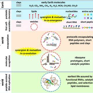 In vesiculo chemical evolution of RNA- and protein-like molecules ...