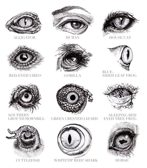 animals eyes Archives | | Eye drawing, Eye art, Monster eyes