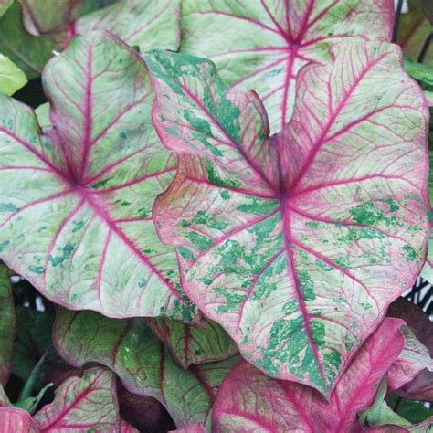 Autumn Beauty – Caladium Bulbs