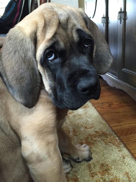 Mastiff Puppies | [+] CUTE PUPPIES