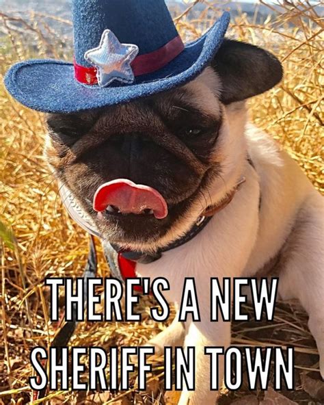 101 Lovable Pug Memes That Are Too Puggin' Cute