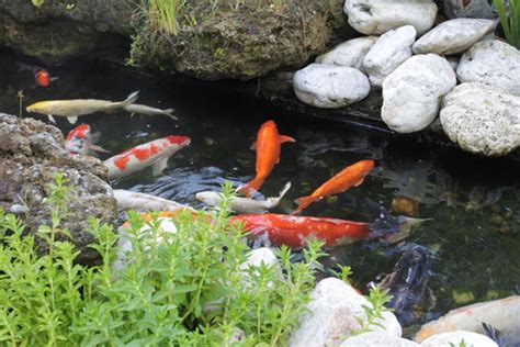 Do Koi Only Grow to the Size of the Pond?