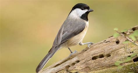 Carolina Chickadee Identification, All About Birds, Cornell Lab of ...