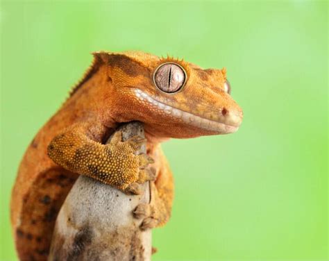 Lagartixa-de-crista: cuidados e características - Jardim Animal