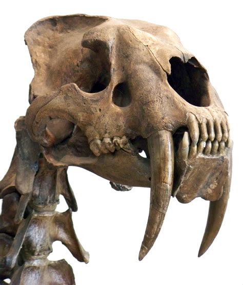 JURASSIC GIANTS: SMILODON :THE SABER-TOOTH CAT