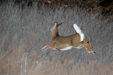 White-Tailed Deer Facts (Odocoileus virginianus)