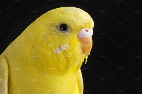 It was all yellow., an Animal Photo by Mr Geoff | Budgerigar, Parakeet ...