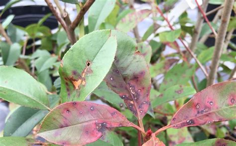 From Fireblight To Root Rot - Here's 5 Common Photinia Growing Problems ...