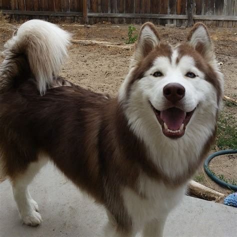 Wooly husky (f: Stephanie Mesler) | Husky dogs, Husky, Cute dog pictures