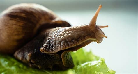 Pet Snail - Are Snails Easy And Interesting Pets To Keep?