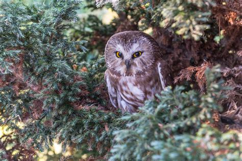 Owls In Kansas: 8 Sunflower State Species To Look For