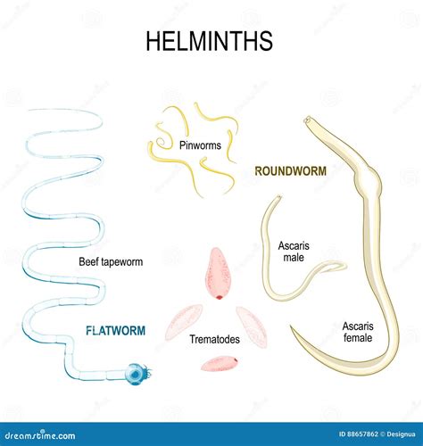 Helminths. Types of Human Parasites Stock Vector - Illustration of ...