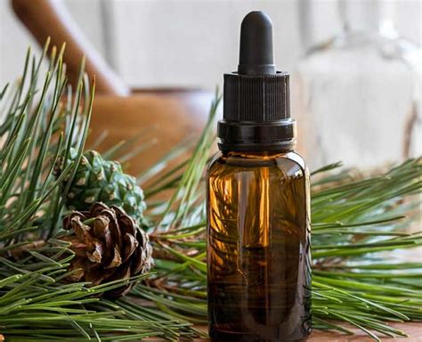 Benefits Of Pine Essential Oil That Will Make You Want To Stock It Up ...