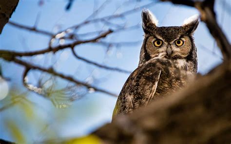 Owls In Ohio: 8 Night Bird Species (Habitats & Behaviors)