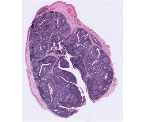 Histology Laboratory Manual