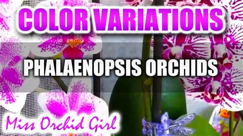 Phalaenopsis Orchids, color variations - YouTube