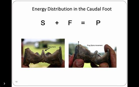 The Perfect Hoof: Frog Function revisited