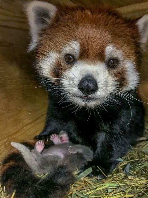 ‘Adorable and perfect’ red panda cub born at zoo - Jersey Evening Post