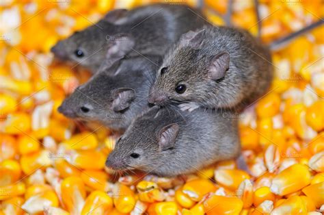 Field mice containing mouse, field, and wild | High-Quality Animal ...