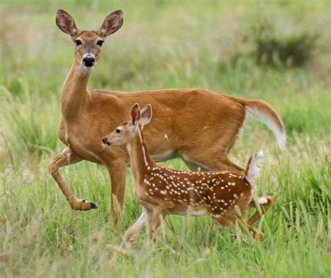 Elegant whitetail doe and her beautiful spotted fawn. ♥️ | Baby deer ...