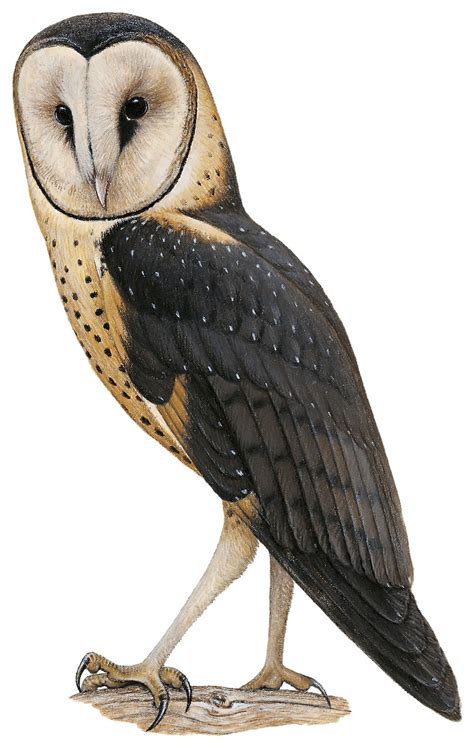 African Grass-Owl / Tyto capensis – World Bird Names